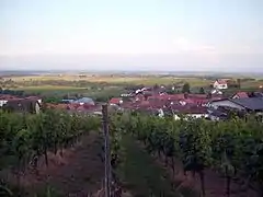 Blick über die Weinberge auf Gleiszellen