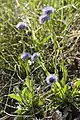 Globularia punctata