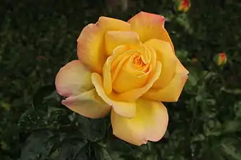 Gloria Dei(Meilland 1939)