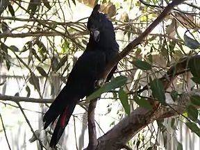 Braunkopf-Rabenkakadu (Calyptorhynchus lathami)