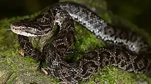 Gloydius tsushimaensis