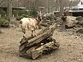 Hausziege im Streichelzoo