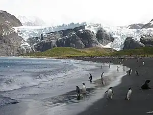 Strandabschnitt des Gold Harbour mit Eselspinguinen und der Mündung des Bertrab-Gletschers