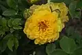‘Gold Symphonie’, Meilland, 2002