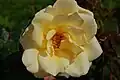 ‘Golden Medaillon’, Kordes, 1991