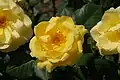 ‘Golden Promise’, De Ruiter, 1977