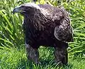 Steinadler