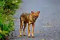 Goldschakal (Canis aureus)