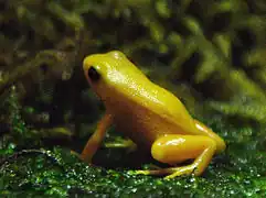 Goldfröschchen