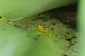 Goldfrosch (Anomaloglossus beebei) im Kaieteur National Park