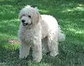 Goldendoodle