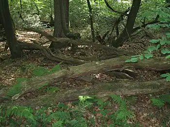 Naturwald Herrenholz