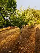 Ganzer Baum