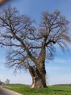 nach Astbruch von Süden (2021)