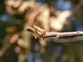 Zitronenfaltereier an Faulbaum (Frangula alnus)