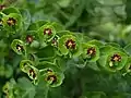 Die Nektardrüsen von Euphorbia lathyris tragen zwei hornförmige Fortsätze