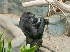 Westlicher Flachlandgorilla