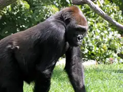 Westlicher Flachlandgorilla