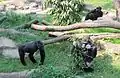 Gorillagruppe in der Tropenhalle des Darwineums