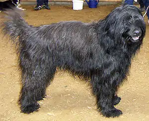 Gos d’Atura Català (Katalanischer Schäferhund)