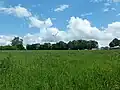 Baumreihe