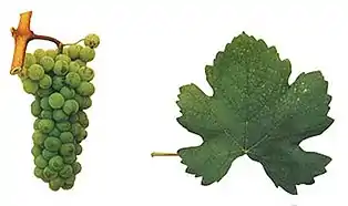 ‘Gouveio’