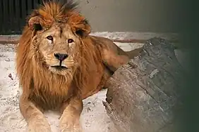 Löwenmännchen