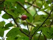 Gouverneurspflaume (ähnlich ist Flacourtia jangomas)