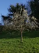 Ganzer (junger) Baum
