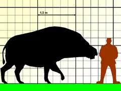Größenvergleich zwischen Entelodon und Mensch