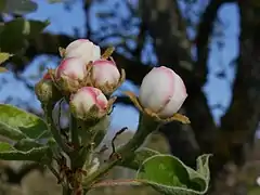 Knospen