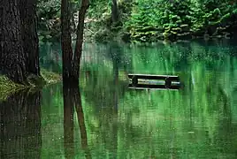 Grüner See bei hohem Wasserspiegel