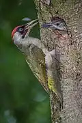 Totholz – wichtig für den Grünspecht (Picus viridis)