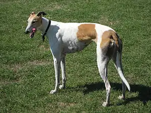 Greyhound (Hunderasse)