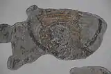 Fragment