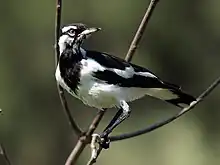 Männlicher Stelzenmonarch im Gezeige vor einem dunklen Hintergrund.