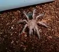 Nymphe