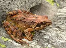 Grasfrosch(Rana temporaria)