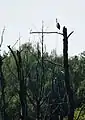 Graureiher auf totem Baum