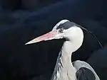 Graureiher