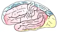 Aufsicht auf die linke Hemisphäre von lateral