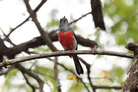 Weißbrauen-Waldsänger(zum Vergleich)