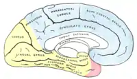Aufsicht auf die linke Hemisphäre von medial