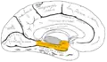 Mediale Fläche der linken Gehirnhälfte (Gyrus parahippocampalis orange).