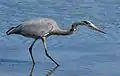 Kanadareiher auf der Jagd an der Richardson Bay, Kalifornien