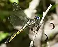 Libellula vibrans, Weibchen
