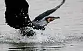 Kormoran im Prachtkleid