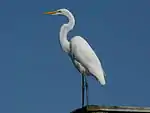 Silberreiher