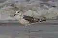 Dritter Winter