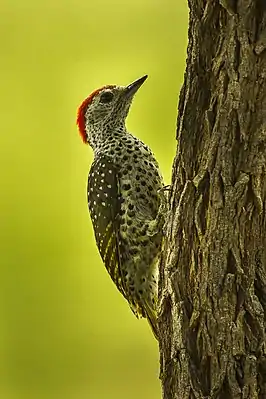 Tüpfelspecht (Campethera cailliautii)